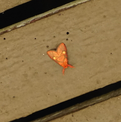 Sarbine flavodiscalis