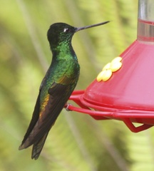 Coeligena bonapartei