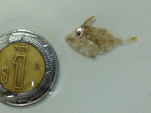 Monacanthidae