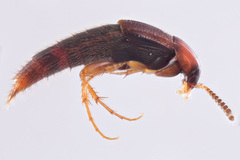 Bryoporus rufescens