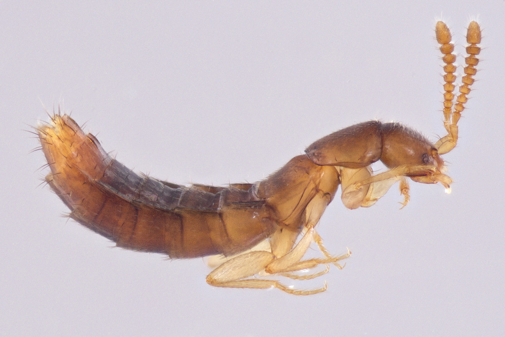 Geostiba pluvigena
