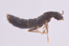 Ocyustiba appalachiana
