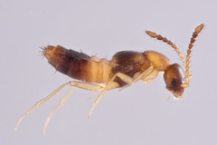 Meronera venustula
