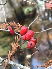 Crataegus marshallii