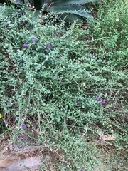 Scutellaria wrightii