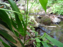 Carex fraseriana
