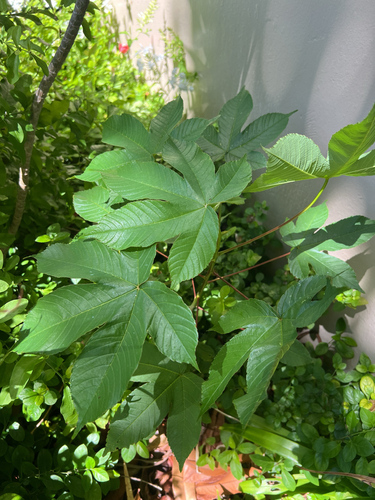 Manihot carthagenensis observed 2025-09-19