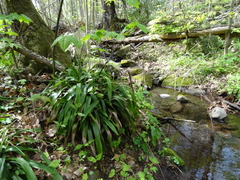 Carex fraseriana