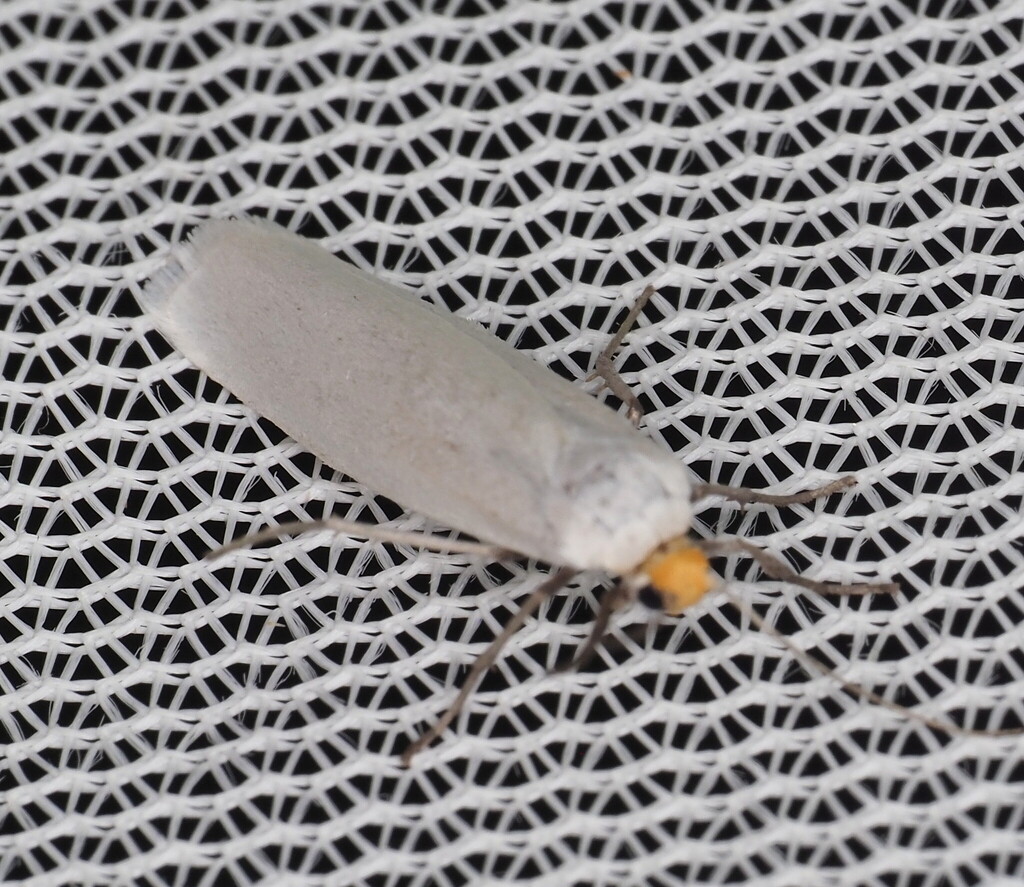 Yellow-headed Lichen Moth