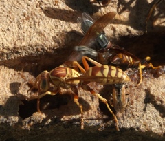 Polistes apachus apachus