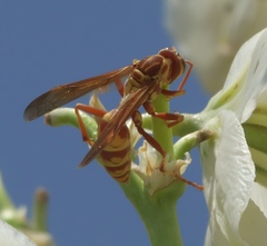 Polistes apachus apachus