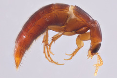 Ischnosoma lecontei