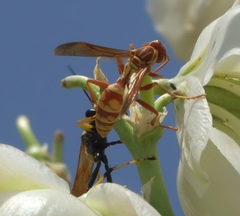 Polistes apachus apachus