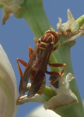 Polistes apachus apachus