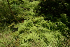 Parapolystichum microsorum pentangulare