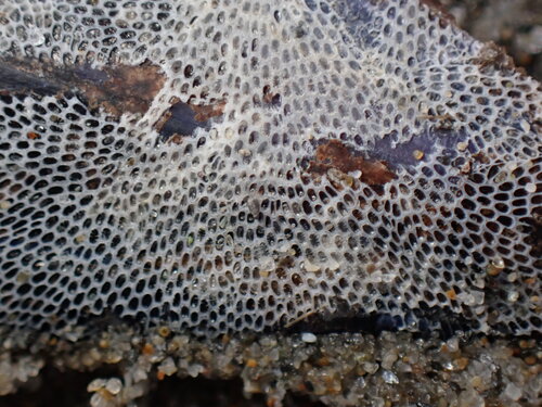 Encrusting Bryozoan, 13460 Saintes-Maries-de-la-Mer, France, photo 2 of 10