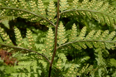 Parapolystichum microsorum pentangulare