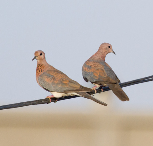 Laughing Dove