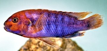 Iodotropheus sprengerae