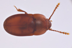 Catopocerus appalachianus