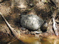 Kinosternon hirtipes