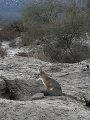 Vulpes macrotis macrotis