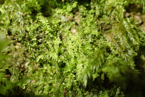 Western Pouncewort (Lejeunea lamacerina)