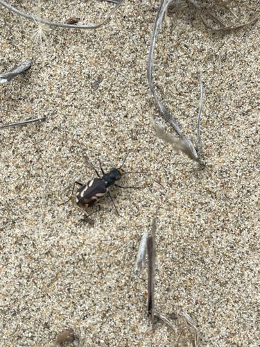 Pacific Coast Tiger Beetle photo 5