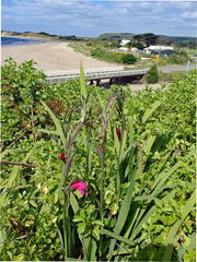 Gladiolus communis byzantinus