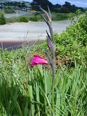 Gladiolus communis byzantinus