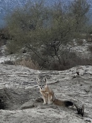 Vulpes macrotis macrotis