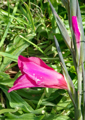 Gladiolus communis byzantinus