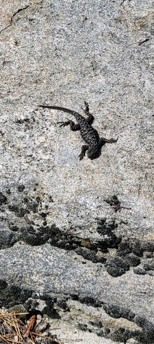 iNaturalist observation photo of Spiny Lizards