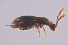 Scydmaeninae