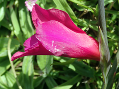 Gladiolus communis byzantinus
