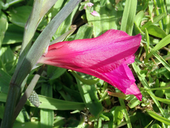 Gladiolus communis byzantinus