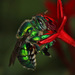 Typical Orchid Bees - Photo (c) Judy Gallagher, some rights reserved (CC BY-SA), uploaded by Judy Gallagher