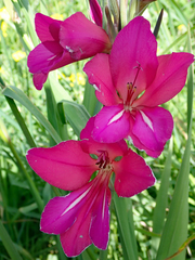 Gladiolus communis byzantinus