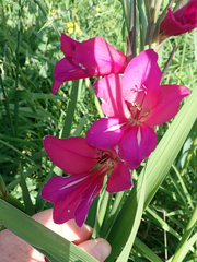 Gladiolus communis byzantinus
