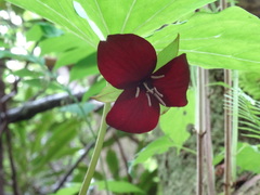 Trillium vaseyi