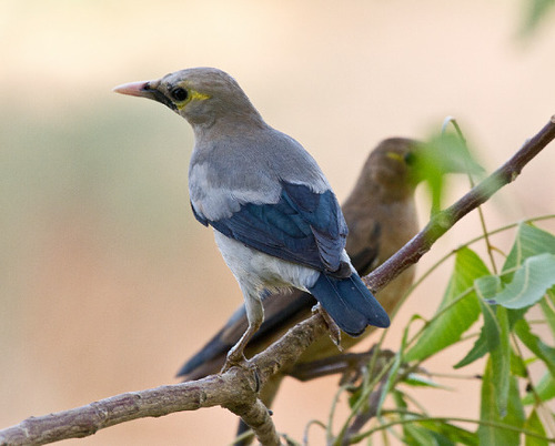 Wattled Starling