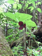 Trillium vaseyi