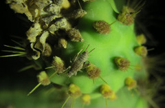 Cycloptilum erraticum