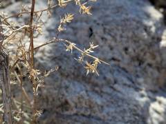 Galium stellatum eremicum