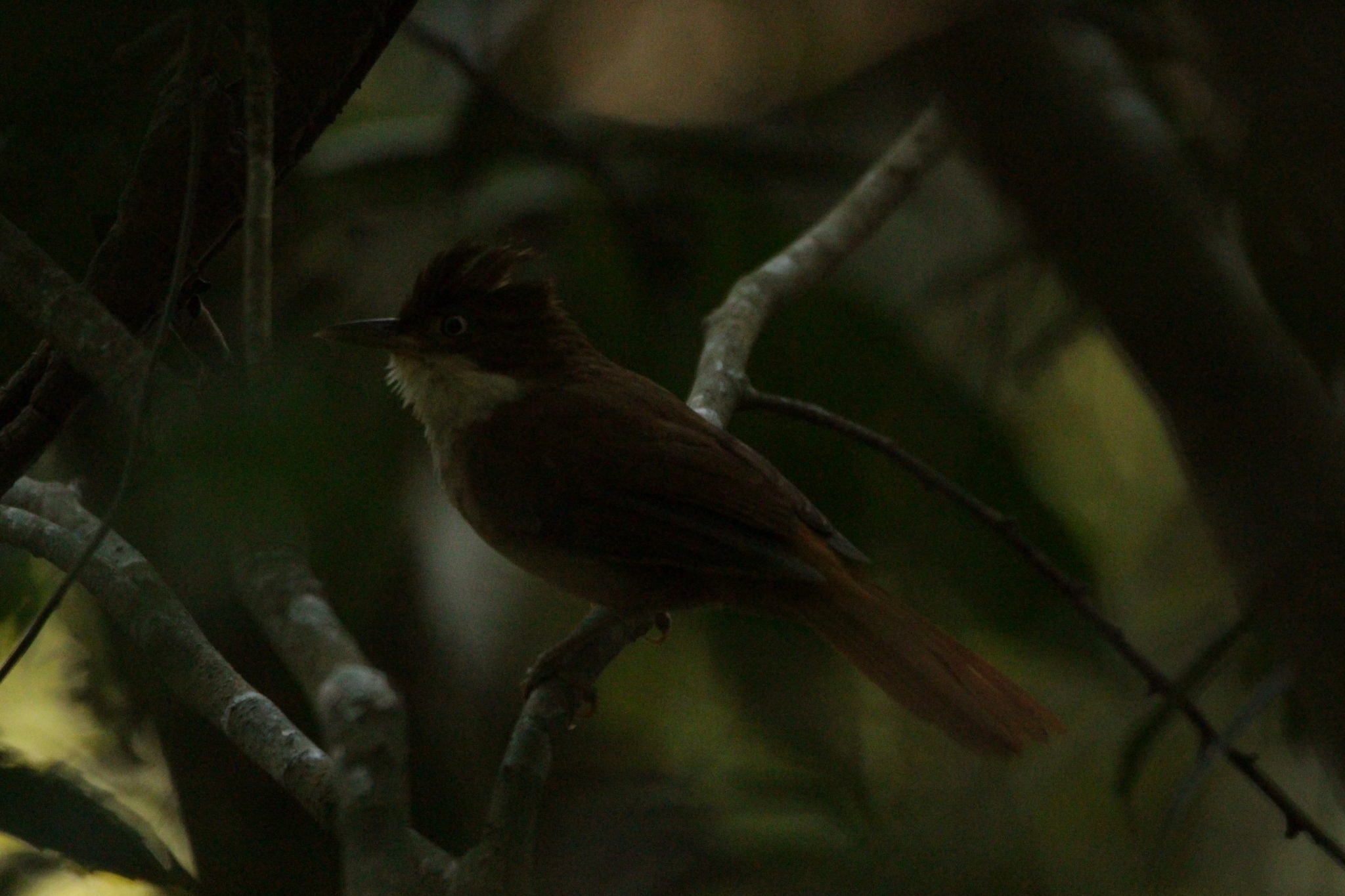 White-eyed Foliage-gleaner (Automolus leucophthalmus), photo 7