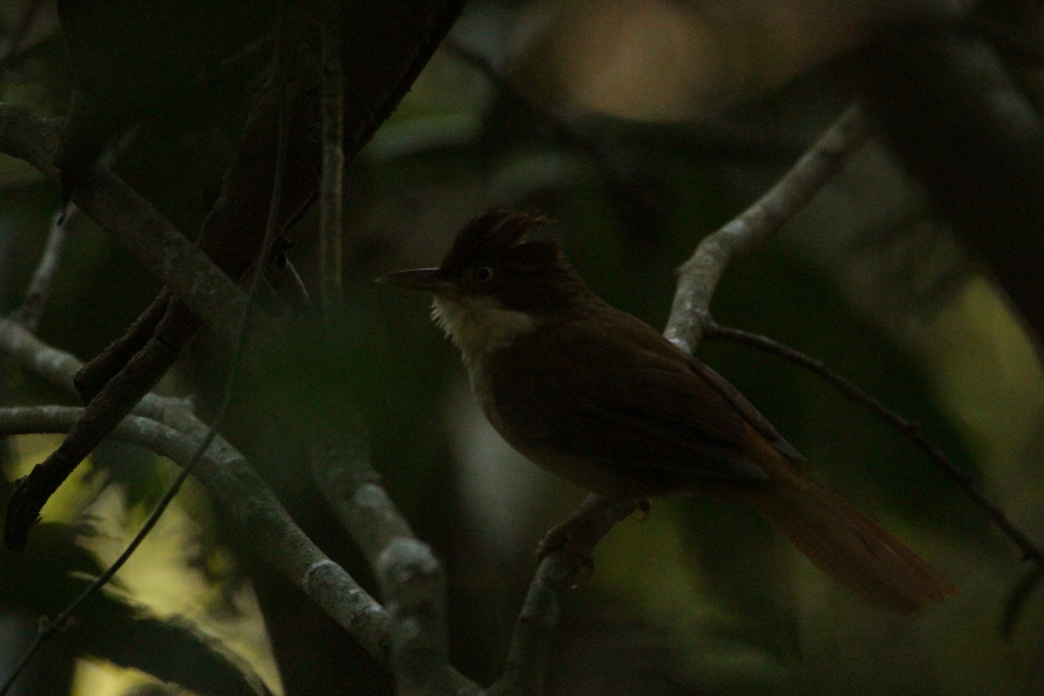 White-eyed Foliage-gleaner (Automolus leucophthalmus), photo 8