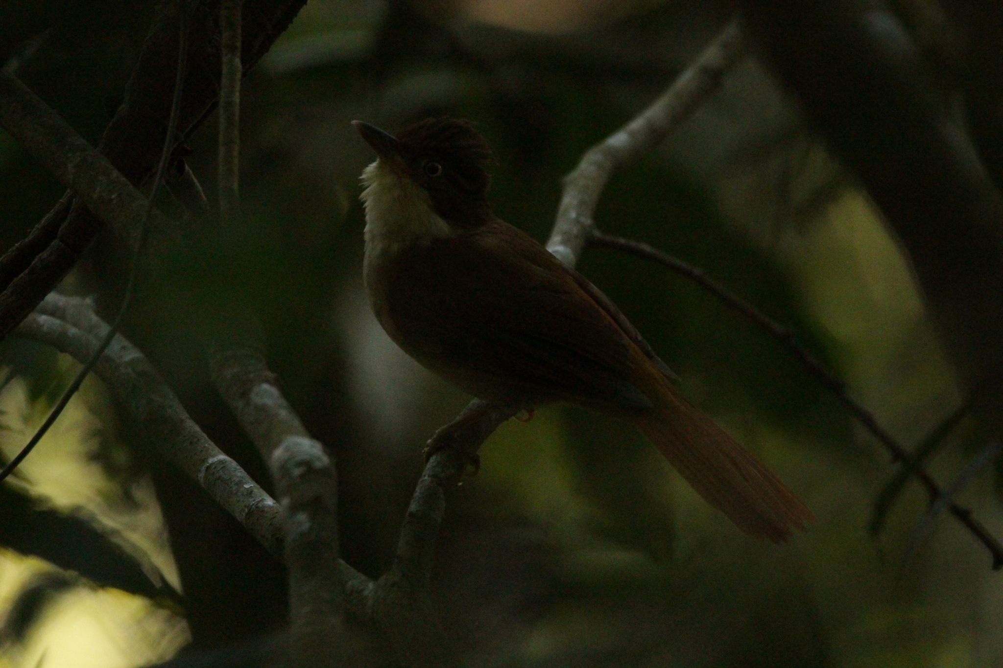 White-eyed Foliage-gleaner (Automolus leucophthalmus), photo 9