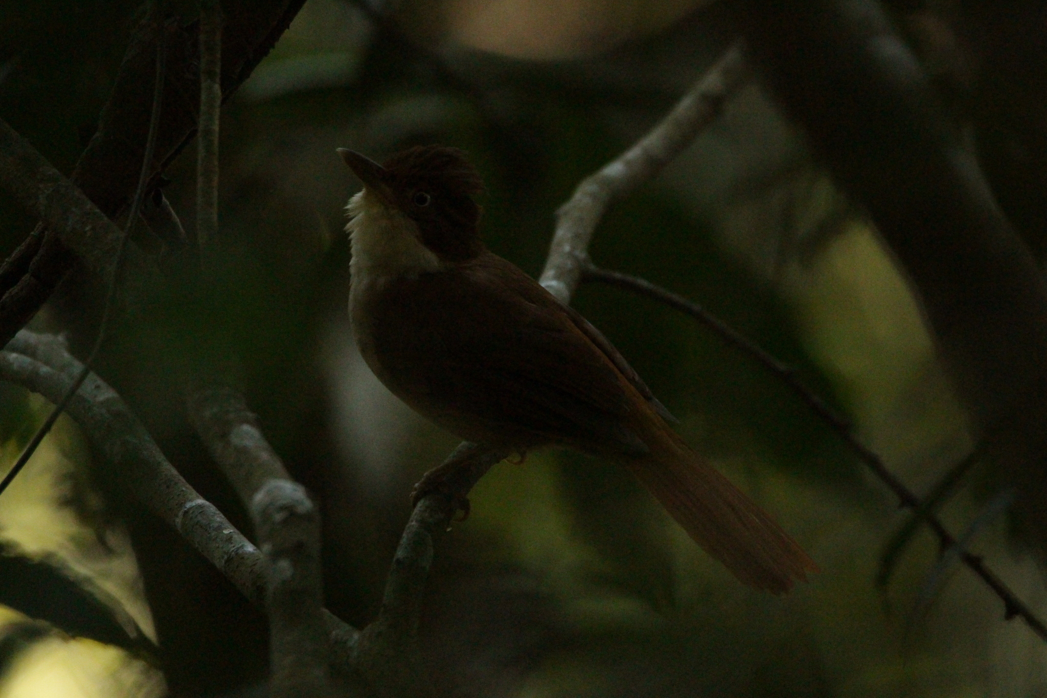 White-eyed Foliage-gleaner (Automolus leucophthalmus), photo 10