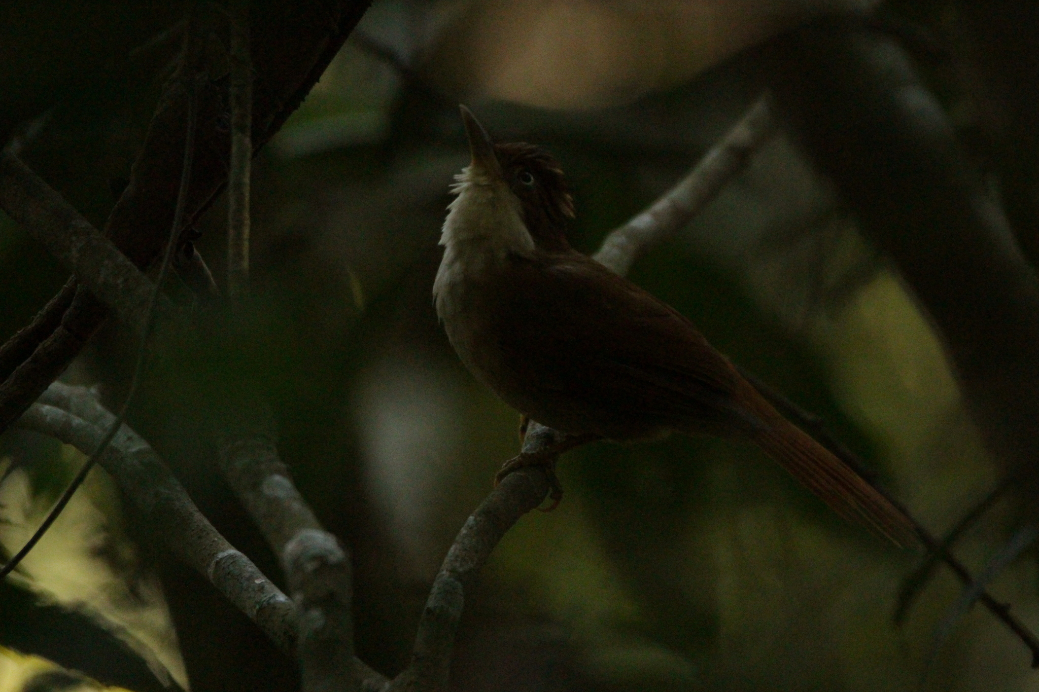 White-eyed Foliage-gleaner (Automolus leucophthalmus), photo 6