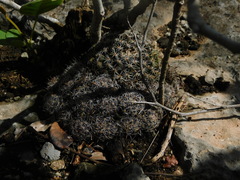 Mammillaria gaumeri